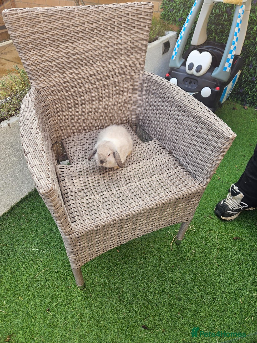 Mini Lop rabbits for sale: Pure Mini Lops - Image 5