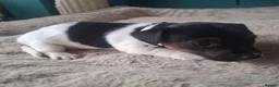 Jack Russell dogs for sale: Jack Russell pups - Advert 6