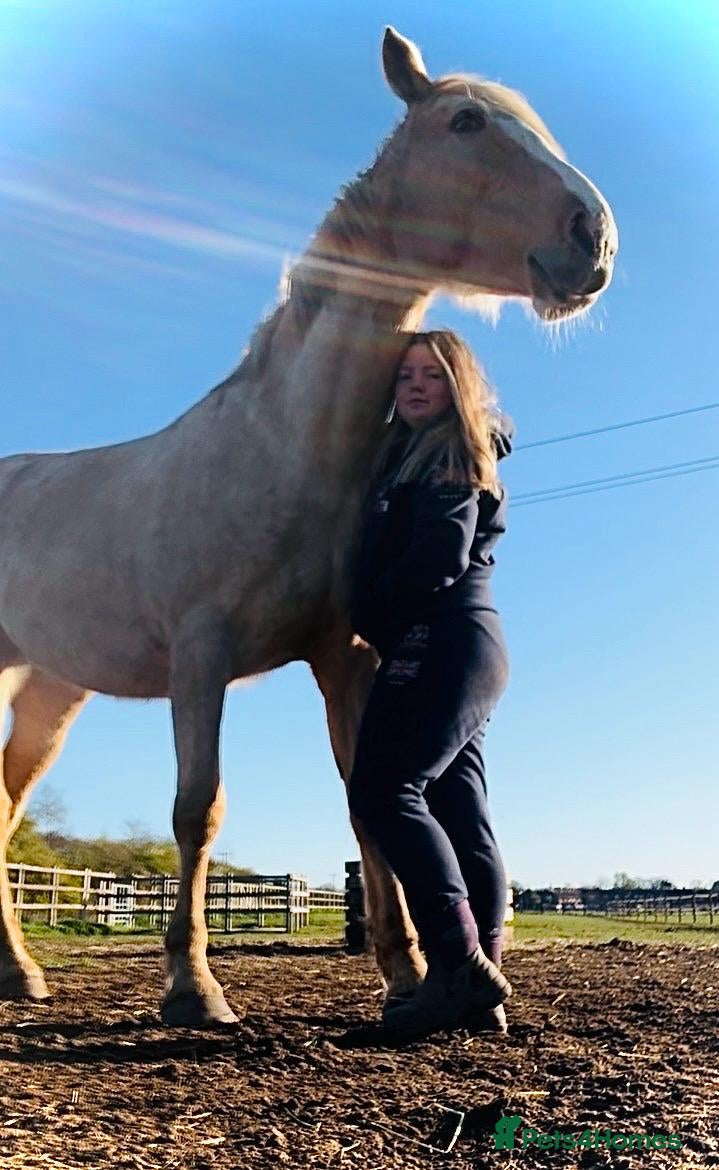 Polish Warmblood horses Stunning 16.3 palamino warmblood - Advert 13