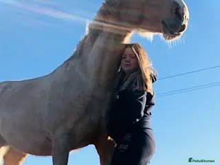 Polish Warmblood horses Stunning 16.3 palamino warmblood - Advert 6