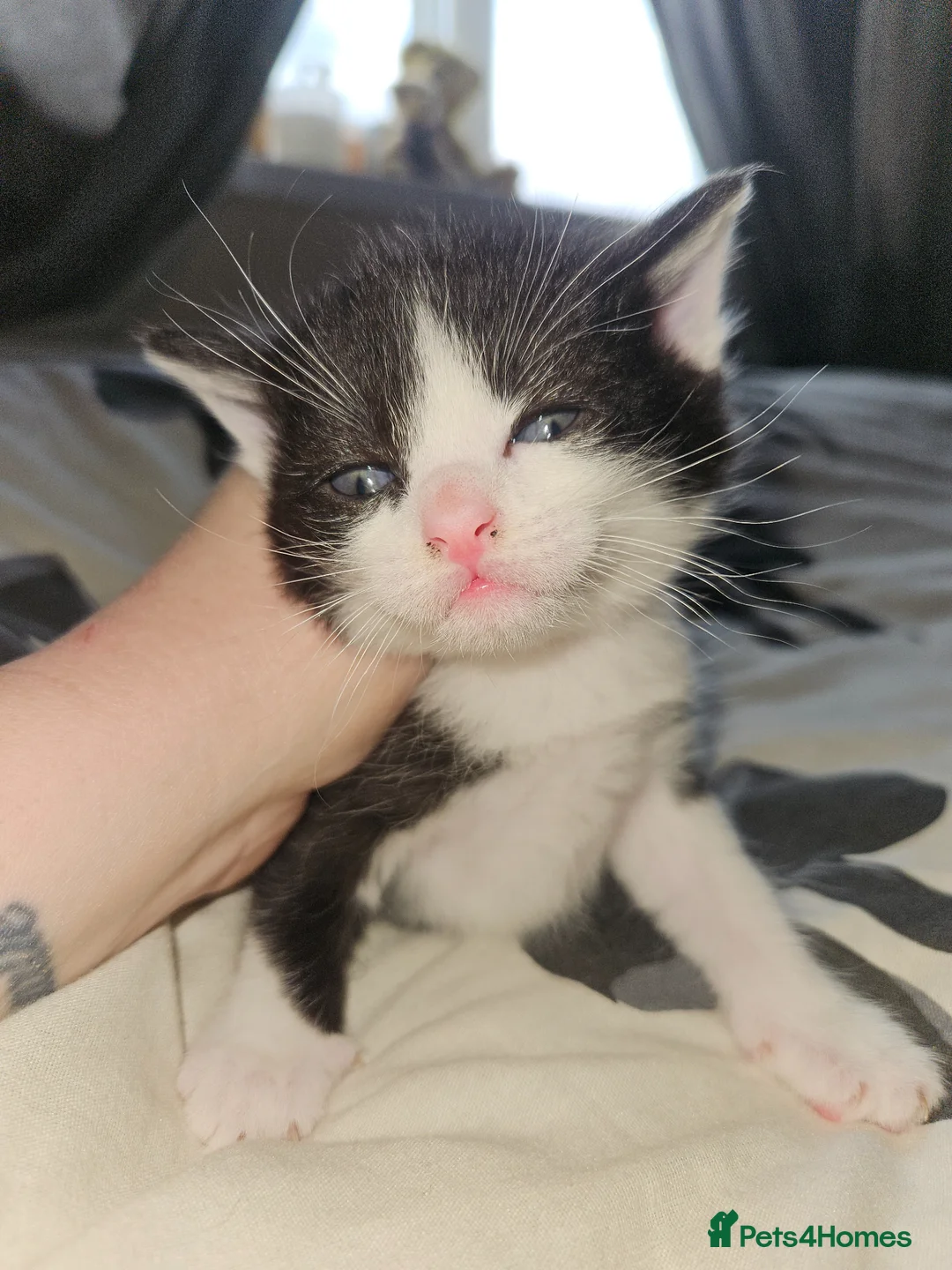 Mixed Breed cats for sale: Beautiful kittens for sale  - Advert 1