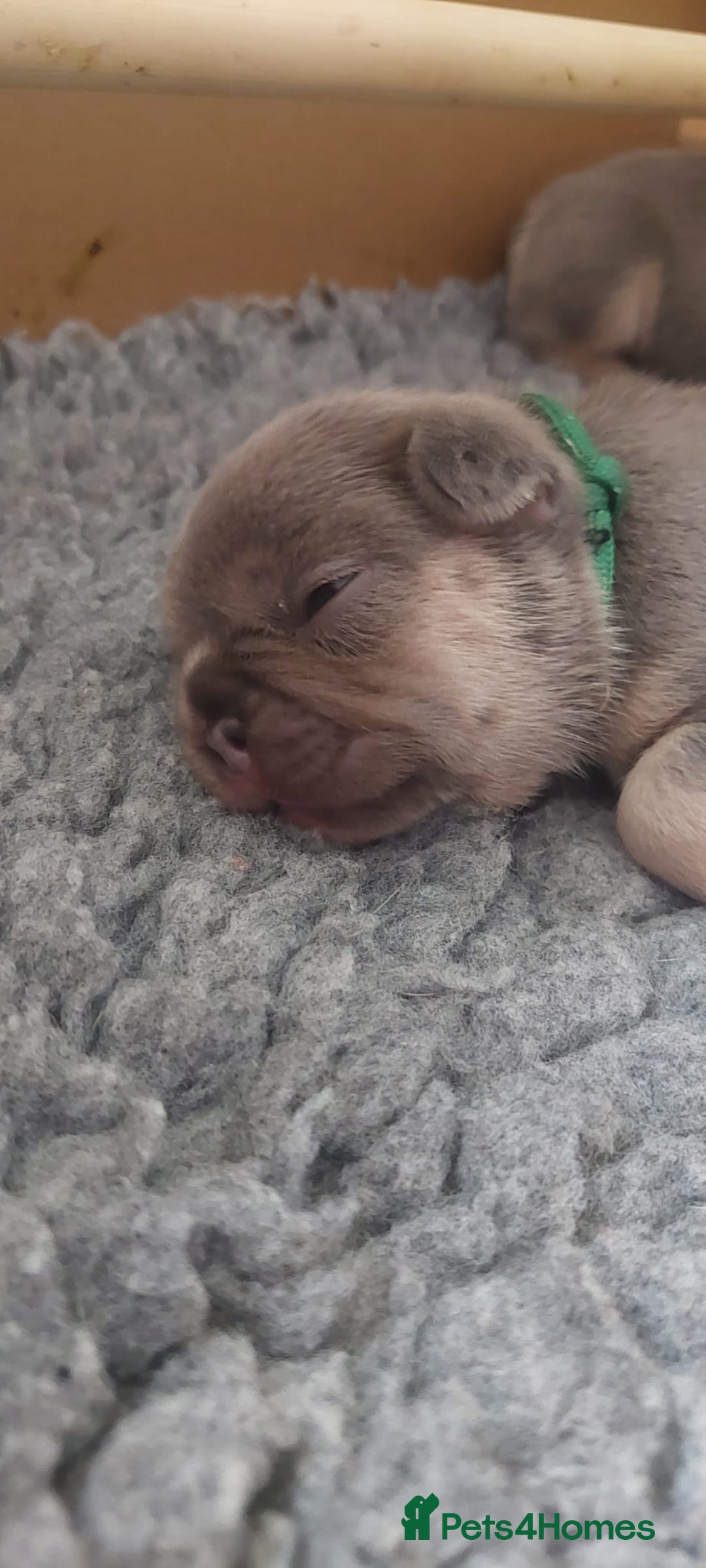 French Bulldog dogs for sale: KC Registered Beautiful French Bulldog Puppies - Advert 26