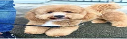Cavapoo dogs for sale: Tiny teddy cavapoochon’s Now Available  - Advert 9