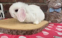 Mini Lop rabbits for sale: Beautiful mini lop bunnies ready to reserve  - Image 7