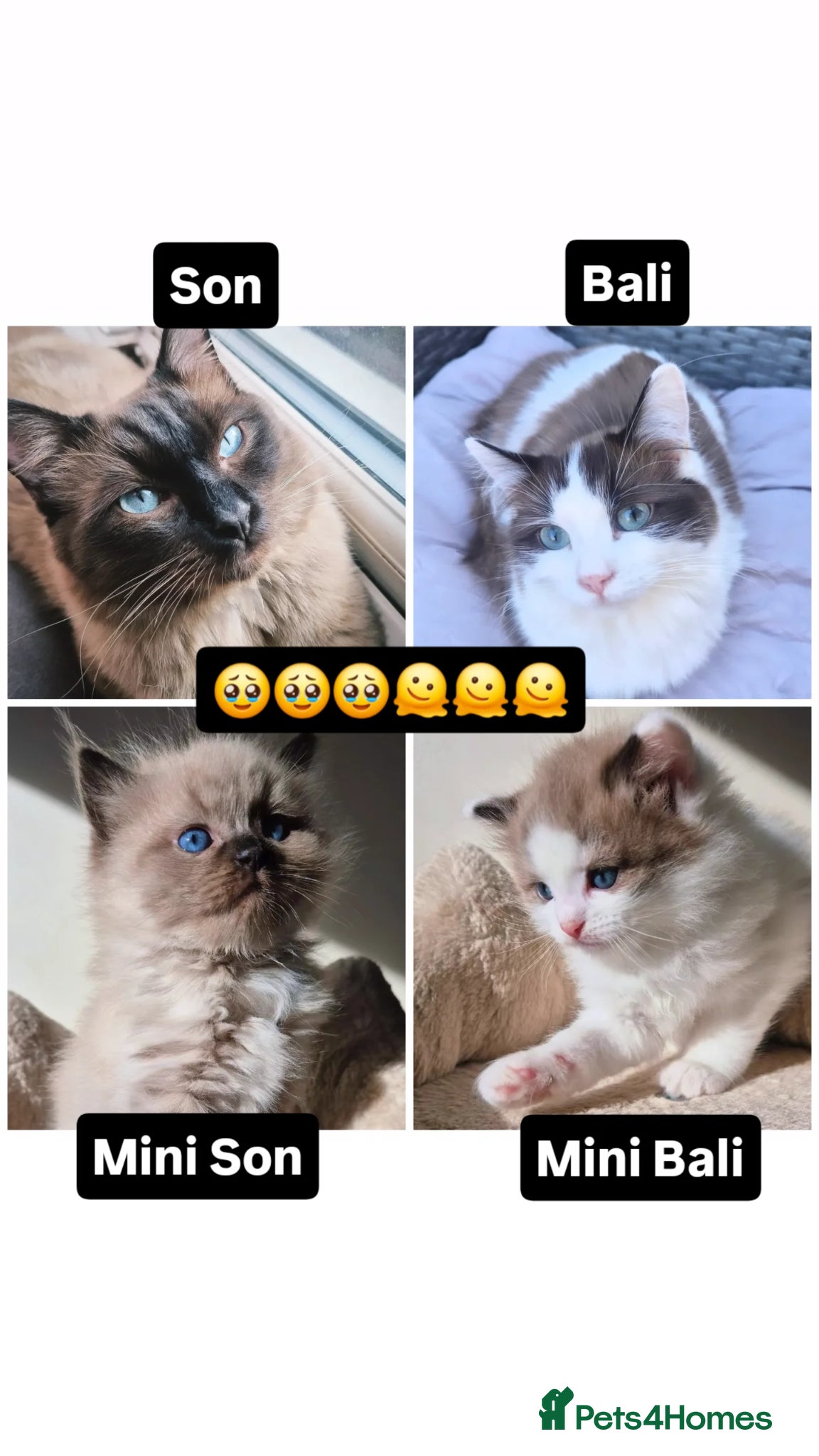 Ragdoll cats Our beautiful boys 🥹🐾🫶 - Advert 14