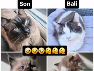 Ragdoll cats Our beautiful boys 🥹🐾🫶 - Advert 6