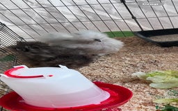 Chickens poultry for sale: 2 Silkie Hens - Image 2