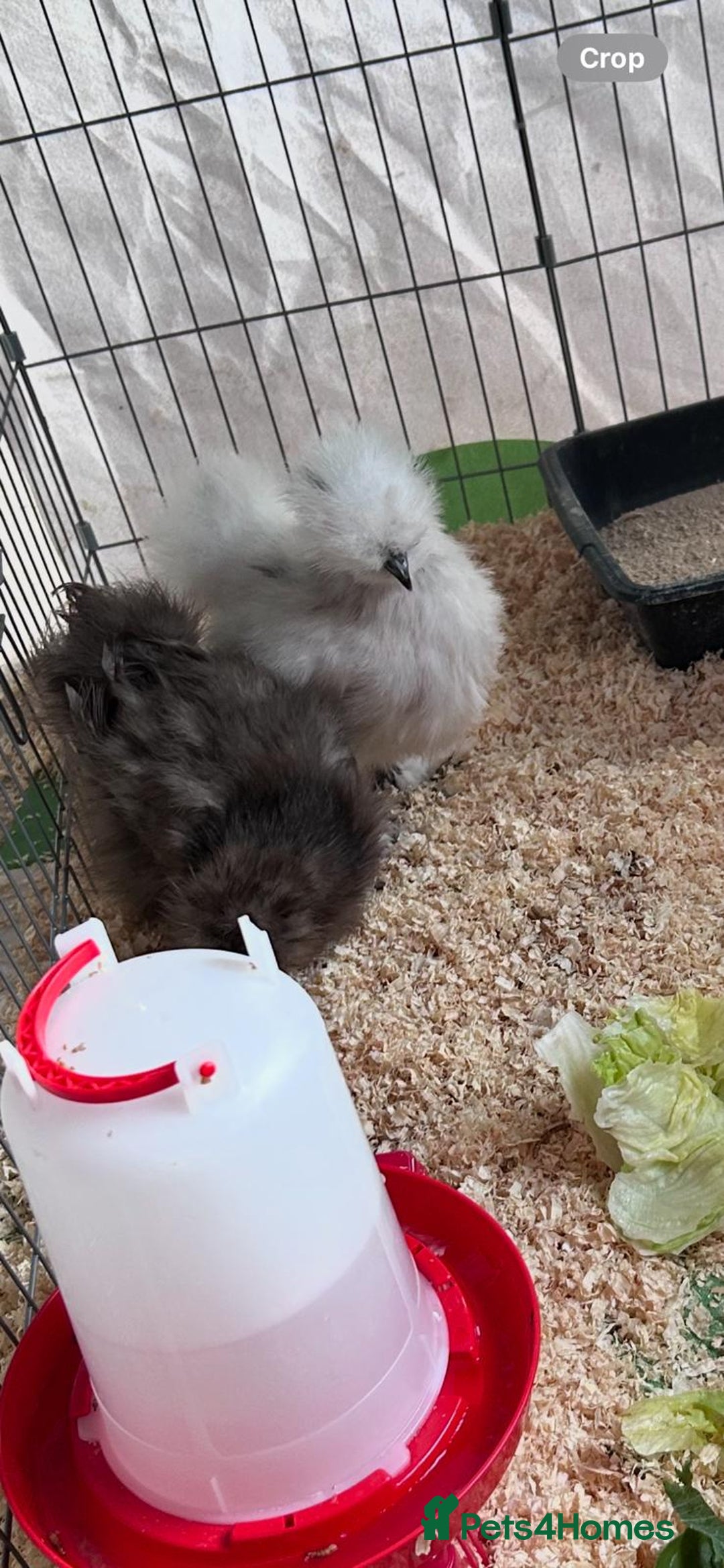 Chickens poultry for sale: 2 Silkie Hens - Image 2