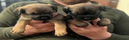 Border Terrier dogs for sale: Quality Border Terrier Puppies - Advert 4