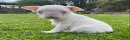 French Bulldog dogs for sale: Last KC registered French Bulldog puppy - Advert 20