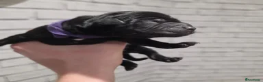 Purple collar
