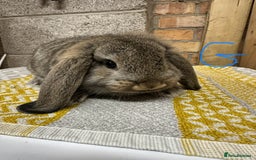 Mini Lop rabbits for sale: Mini Lop Rabbits For Sale  - Image 10