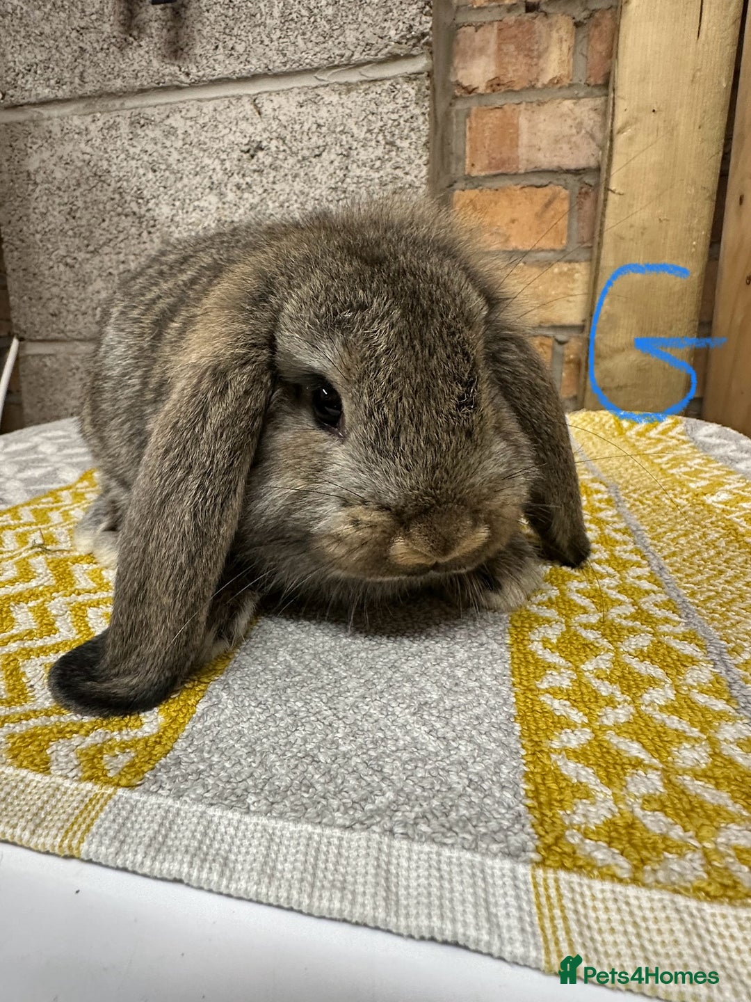 Mini Lop rabbits for sale: Mini Lop Rabbits For Sale  - Image 10