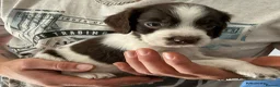 English Springer Spaniel dogs for sale: Beautiful springer spaniel puppies - Advert 11