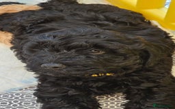 Cockapoo dogs for sale: F1B Cockapoo puppies - Image 4