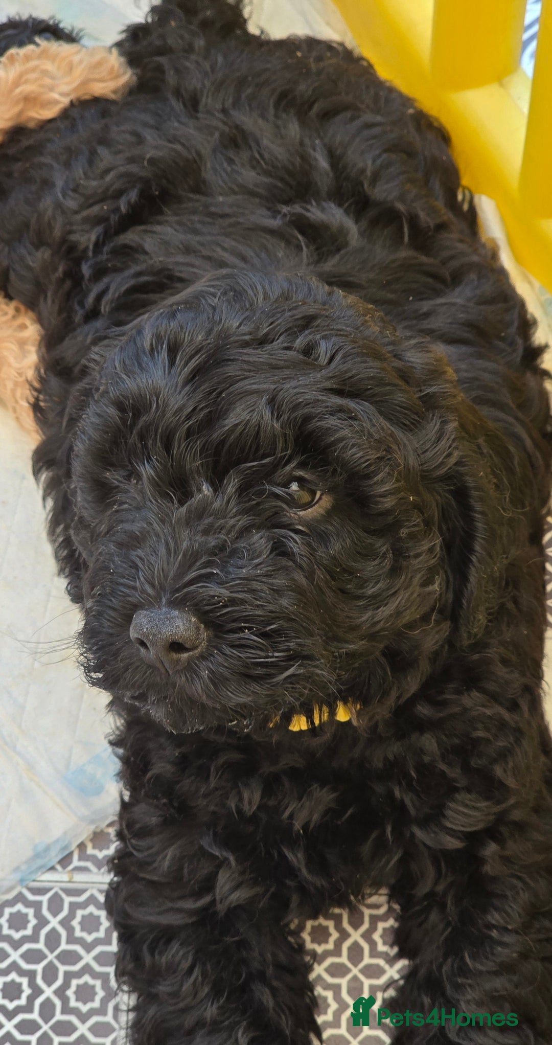 Cockapoo dogs for sale: F1B Cockapoo puppies - Image 4