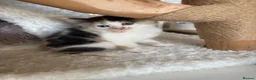 Sphynx cats for sale: Mixed breed spyhnx  - Advert 1