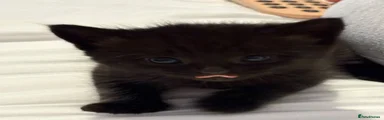 Pure Black Fluffy Boy