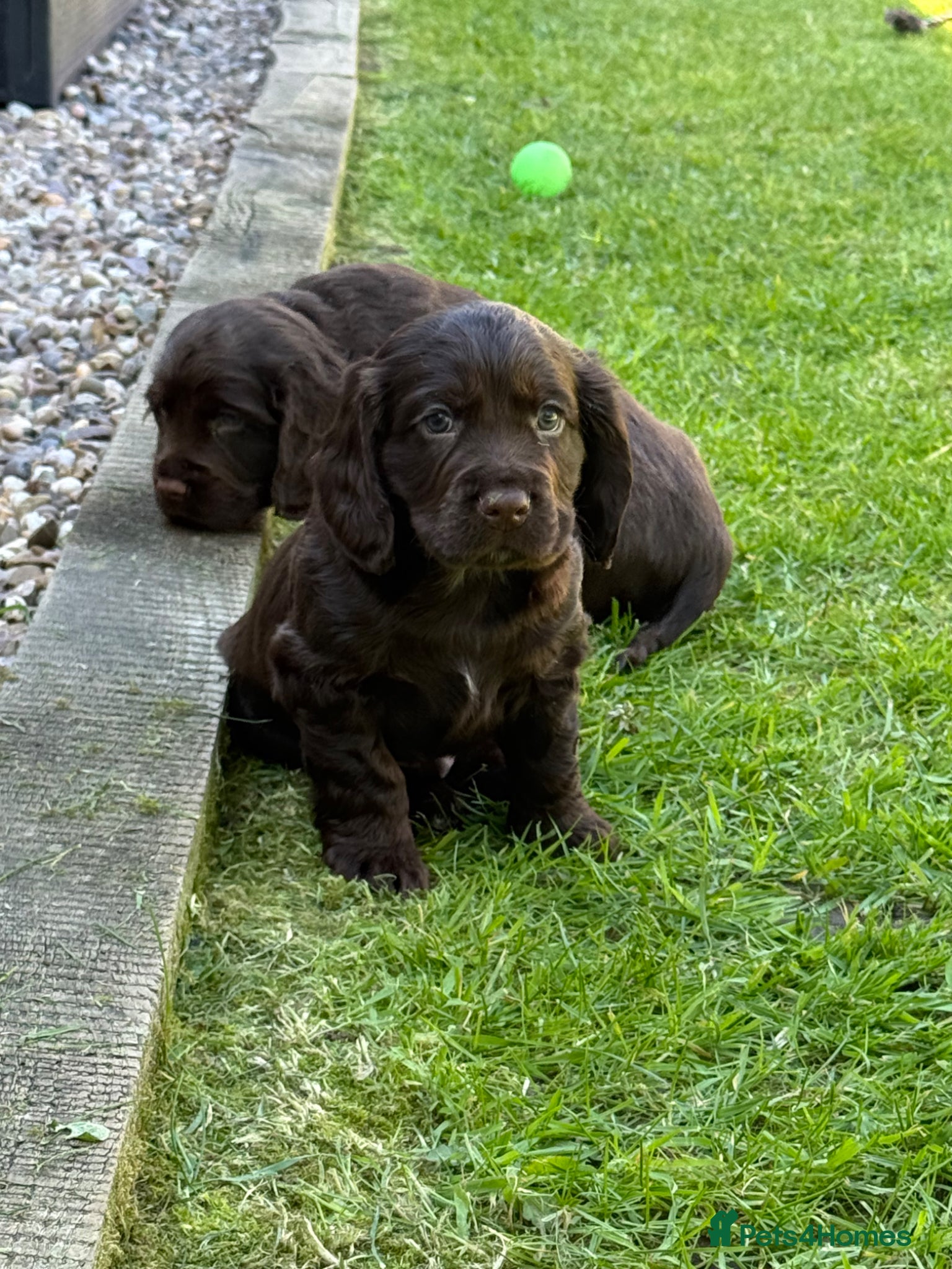 Cocker Spaniel dogs Cocker spaniel puppies health tested  - Advert 1