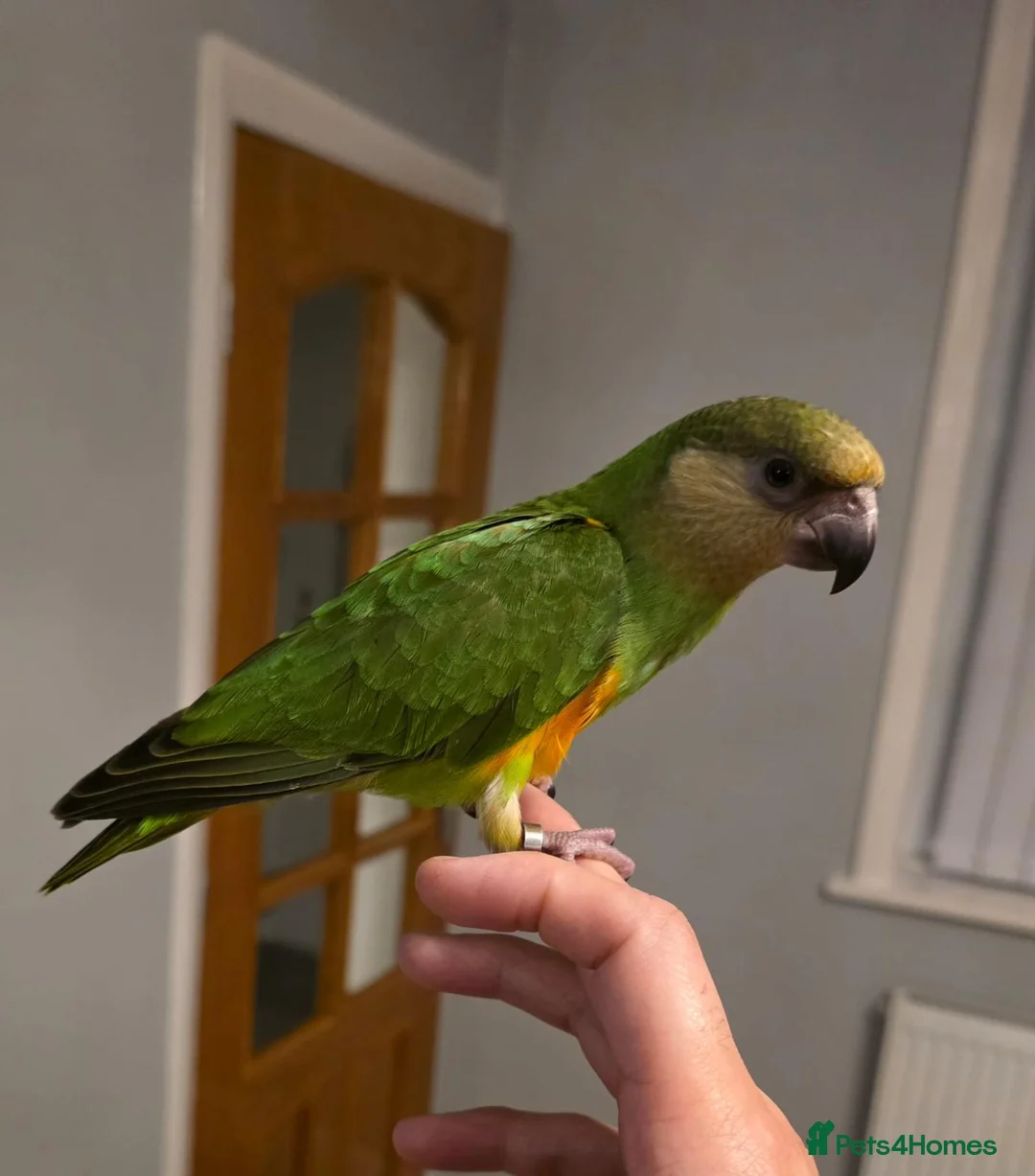 Budgerigars birds for sale: PARROTS! - Advert 8