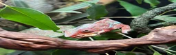 Chameleon reptiles for sale: male panther chameleon  in Rotherham - Advert 5