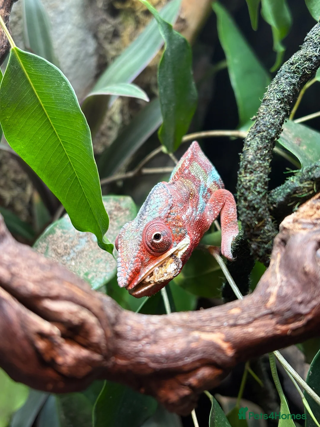 Chameleon reptiles for sale: male panther chameleon  in Rotherham - Advert 5
