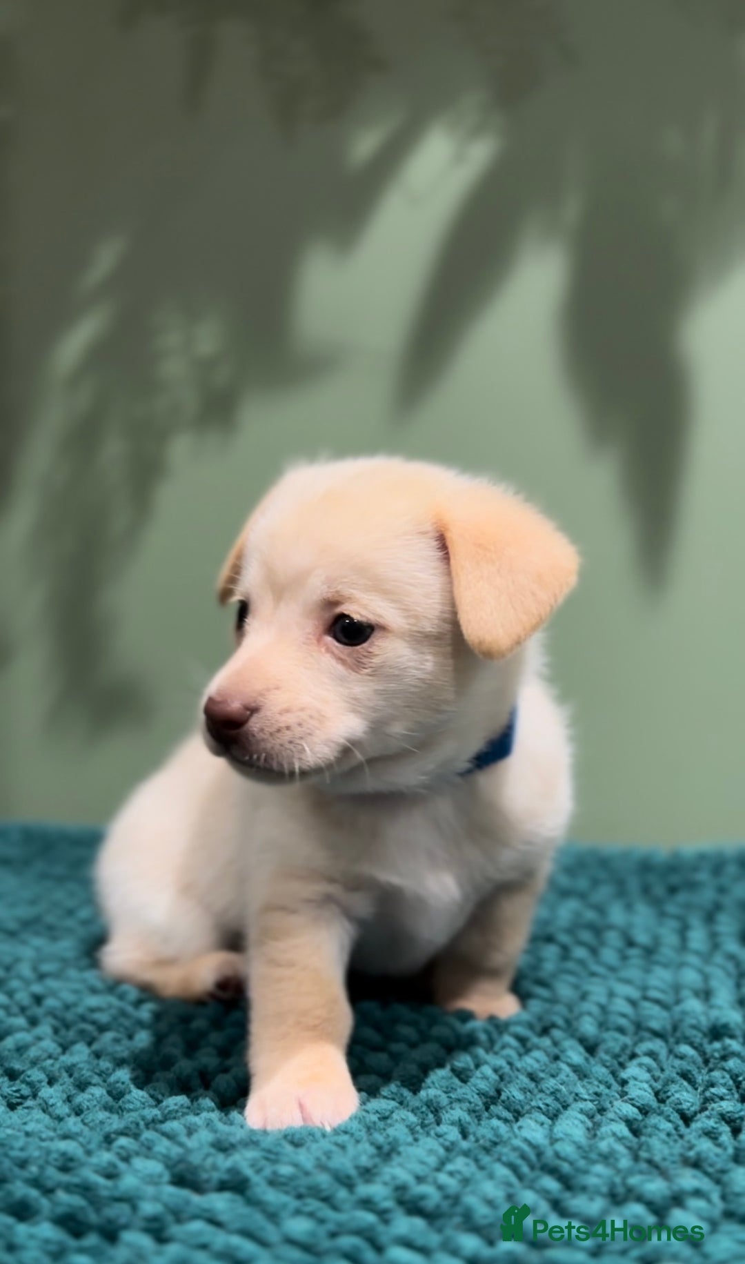 Mixed Breed dogs for sale: 🌟 Beautiful Cream Pomweenie Puppies Available 🌟 - Advert 10