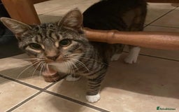 Domestic Shorthair cats for adoption: Honey & Toast, 6 month old kittens  - Image 5