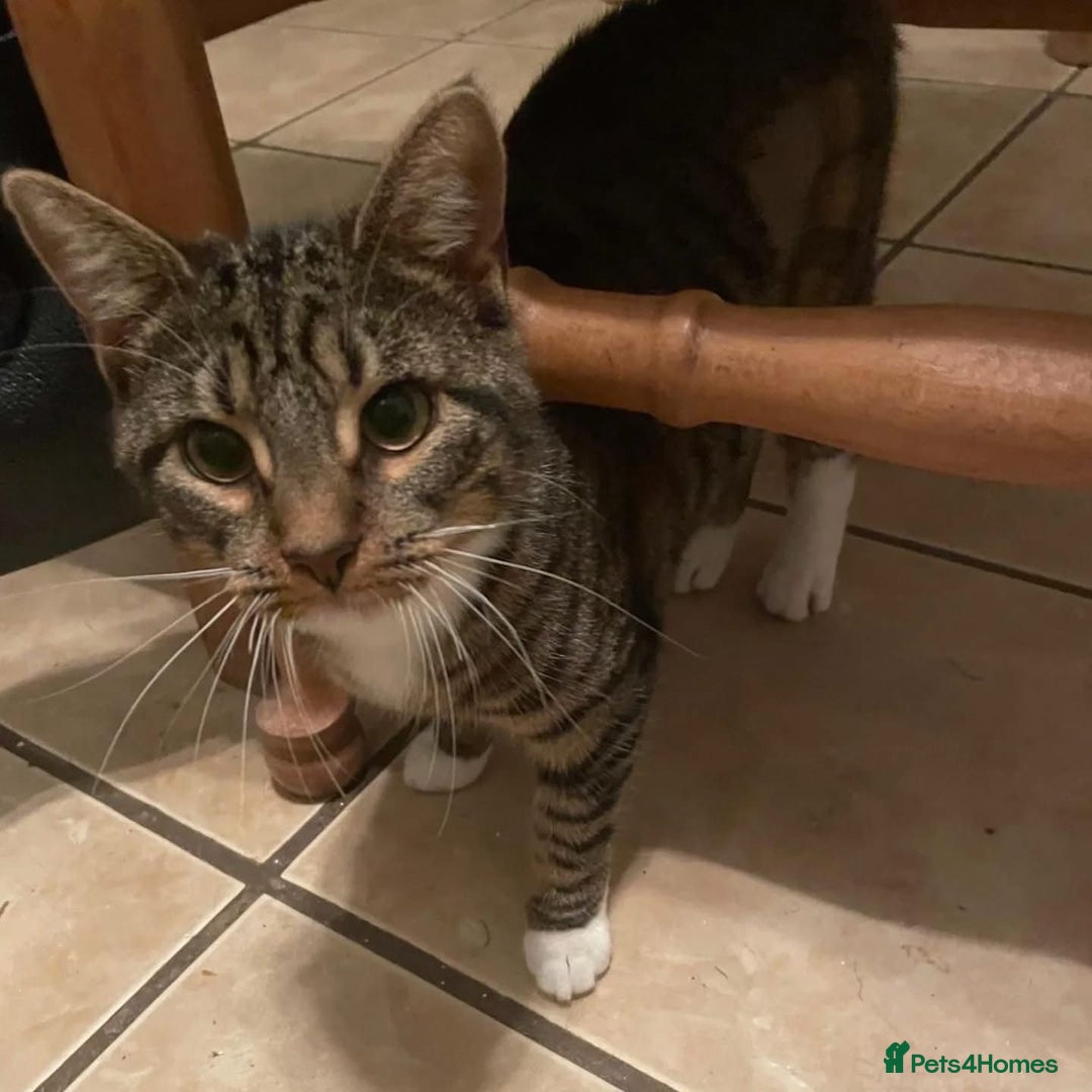 Domestic Shorthair cats for adoption: Honey & Toast, 6 month old kittens  - Image 5