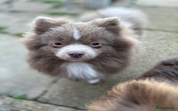 Pomeranian dogs for sale: Adorable pair of 1 year old Pomeranian boys!  - Image 15