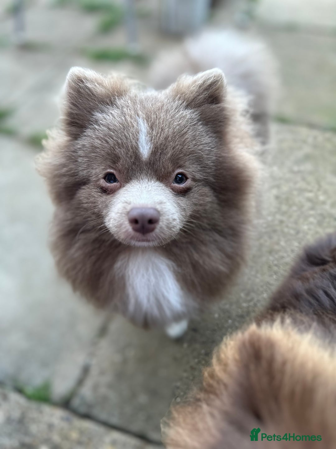 Pomeranian dogs for sale: Adorable pair of 1 year old Pomeranian boys!  - Image 15