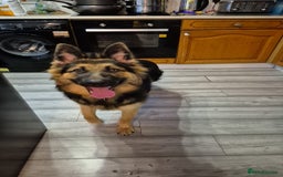 German Shepherd dogs for sale: German shepherd - Image 4