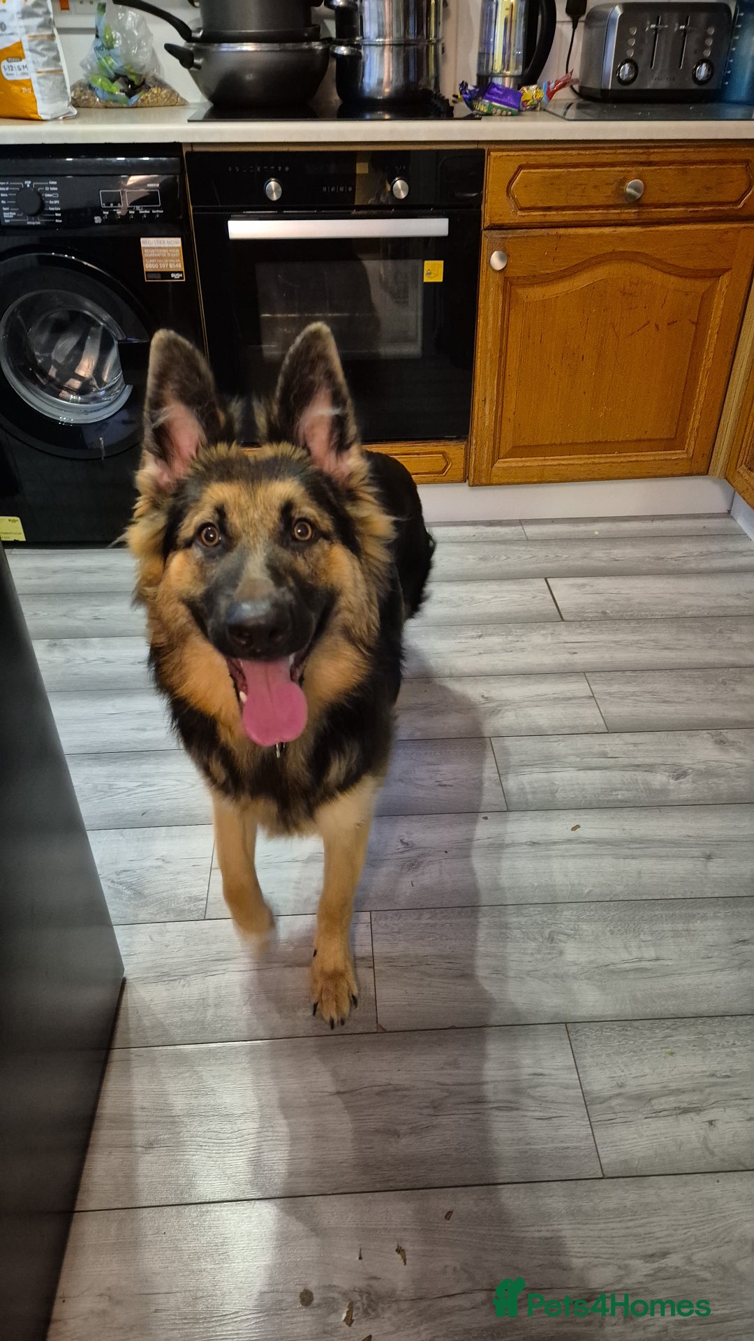 German Shepherd dogs for sale: German shepherd - Image 4