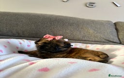 Shih Tzu dogs for sale: Shih tzu puppies - Image 4