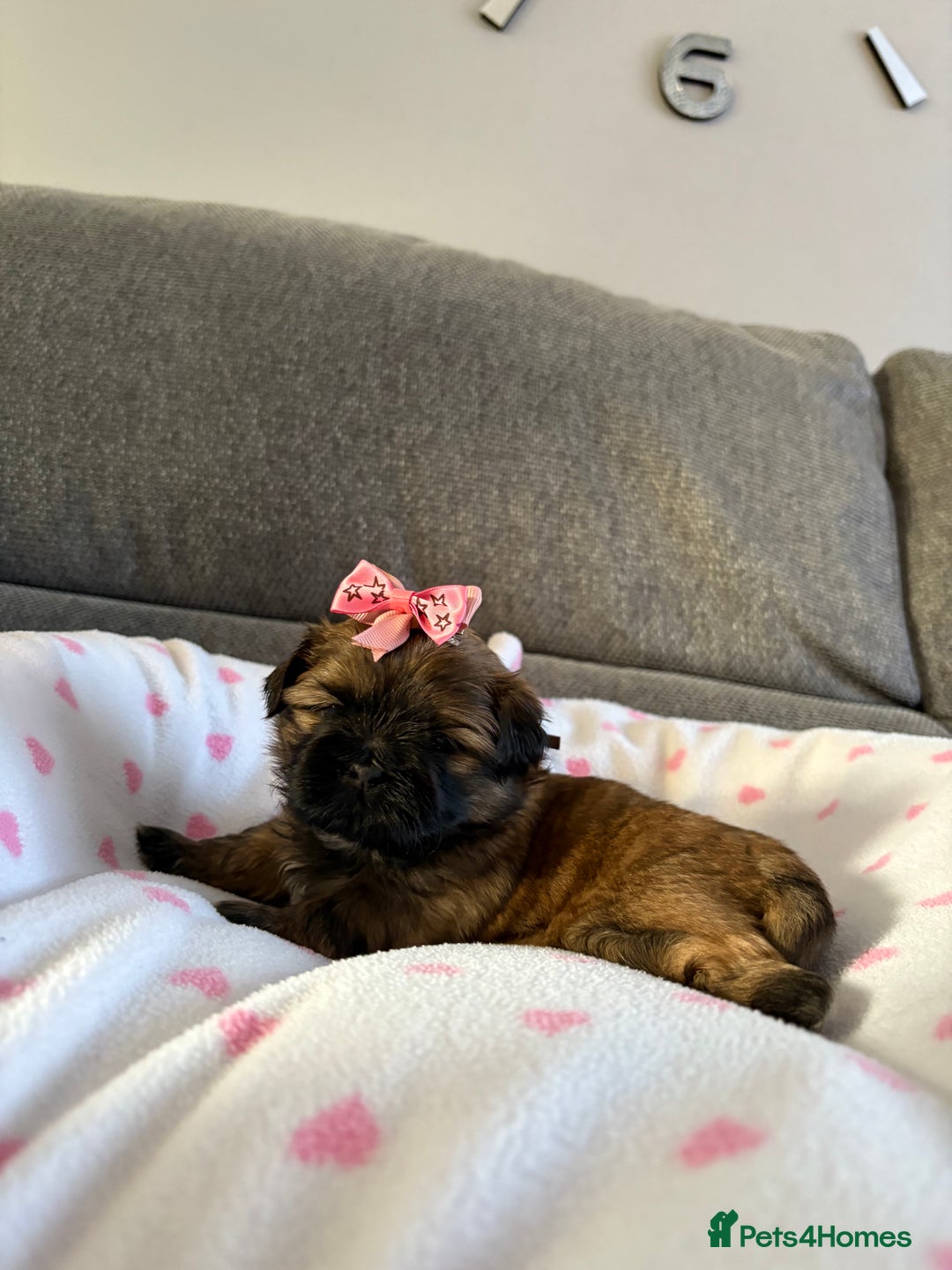 Shih Tzu dogs for sale: Shih tzu puppies - Image 4