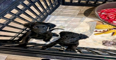 Cockapoo dogs - Advert 14