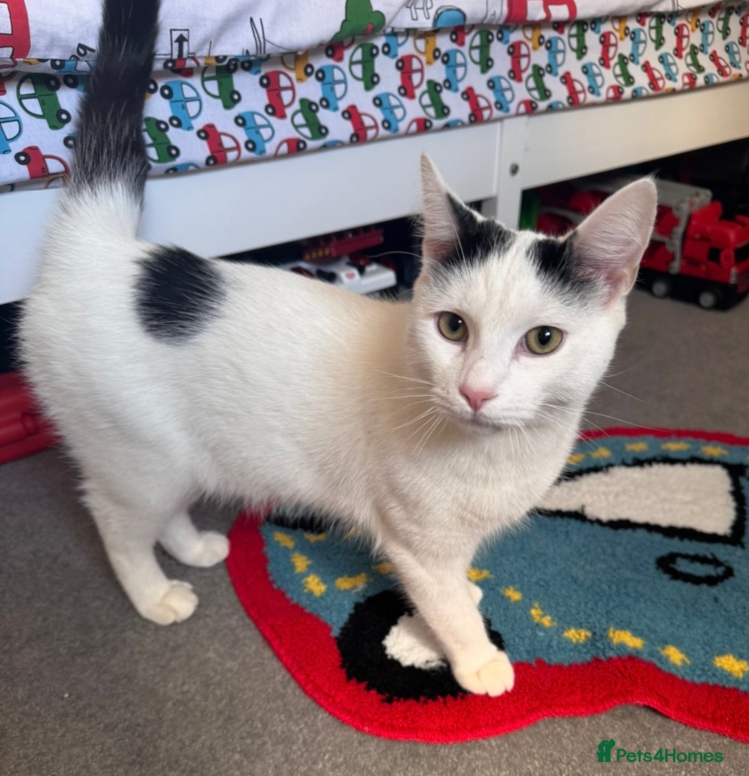 Mixed Breed cats for sale: Masiy and Milo (brother and sister)  - Advert 7