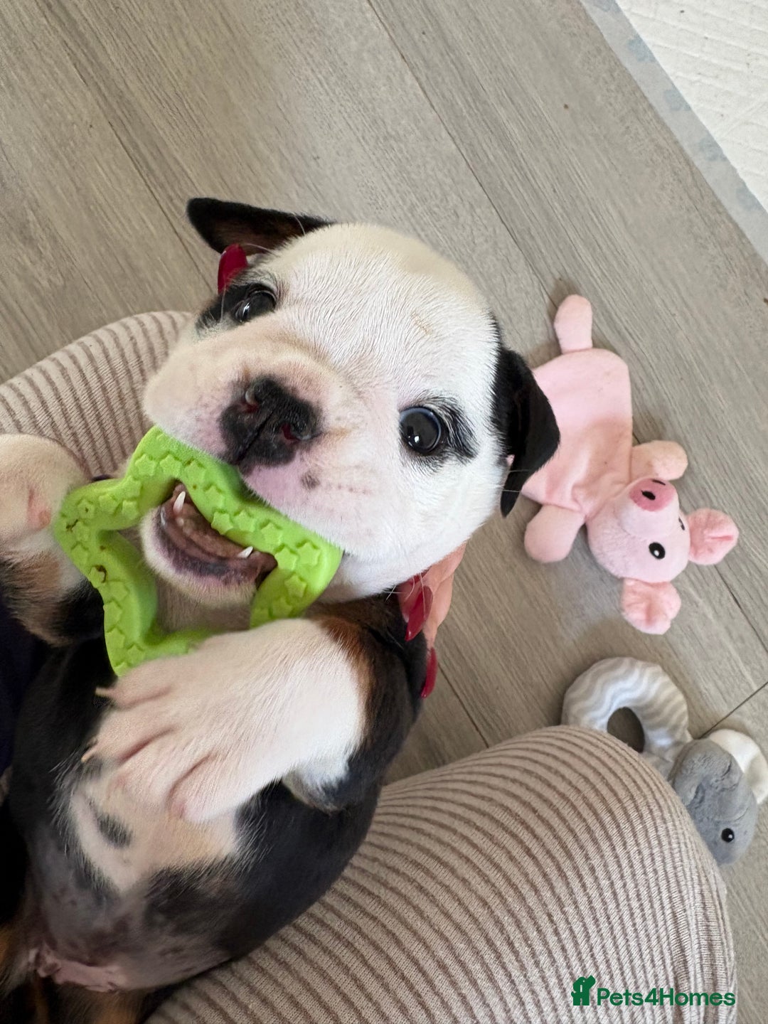 English Bulldog dogs for sale: Gorgeous English bulldog puppy’s  - Image 7