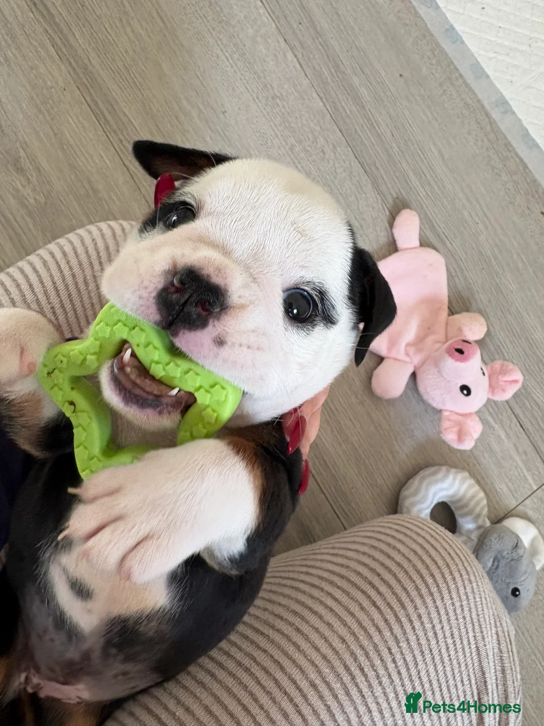 English Bulldog dogs for sale: Gorgeous English bulldog puppy NEBBR REGISTERD - Advert 10