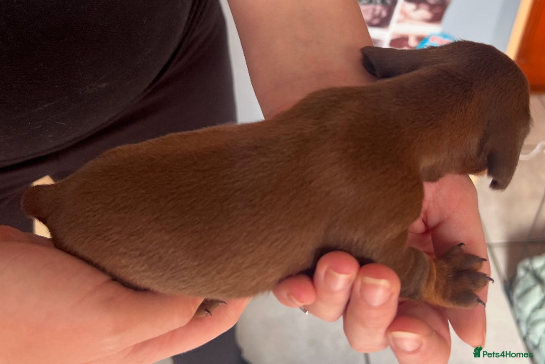 Dachshund dogs for sale: 7 Dachshund Puppies light & dark dapple and brown - Image 9