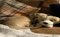 Mixed Breed dogs for adoption: Rusty the tiny cuddle monster  - Image 9