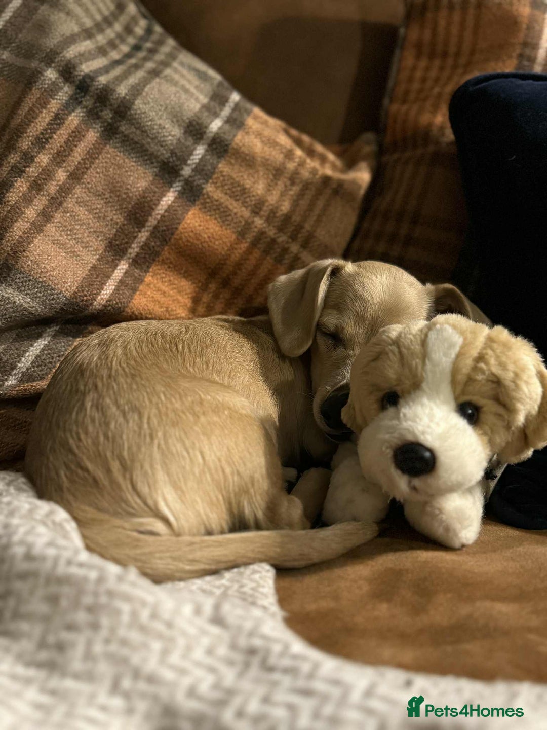 Mixed Breed dogs for adoption: Rusty the tiny cuddle monster  - Image 9