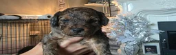 Jackapoo dogs for sale: F1b jackpoos  - Advert 4