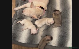French Bulldog dogs for sale: 1 platinum male puppy - Image 3
