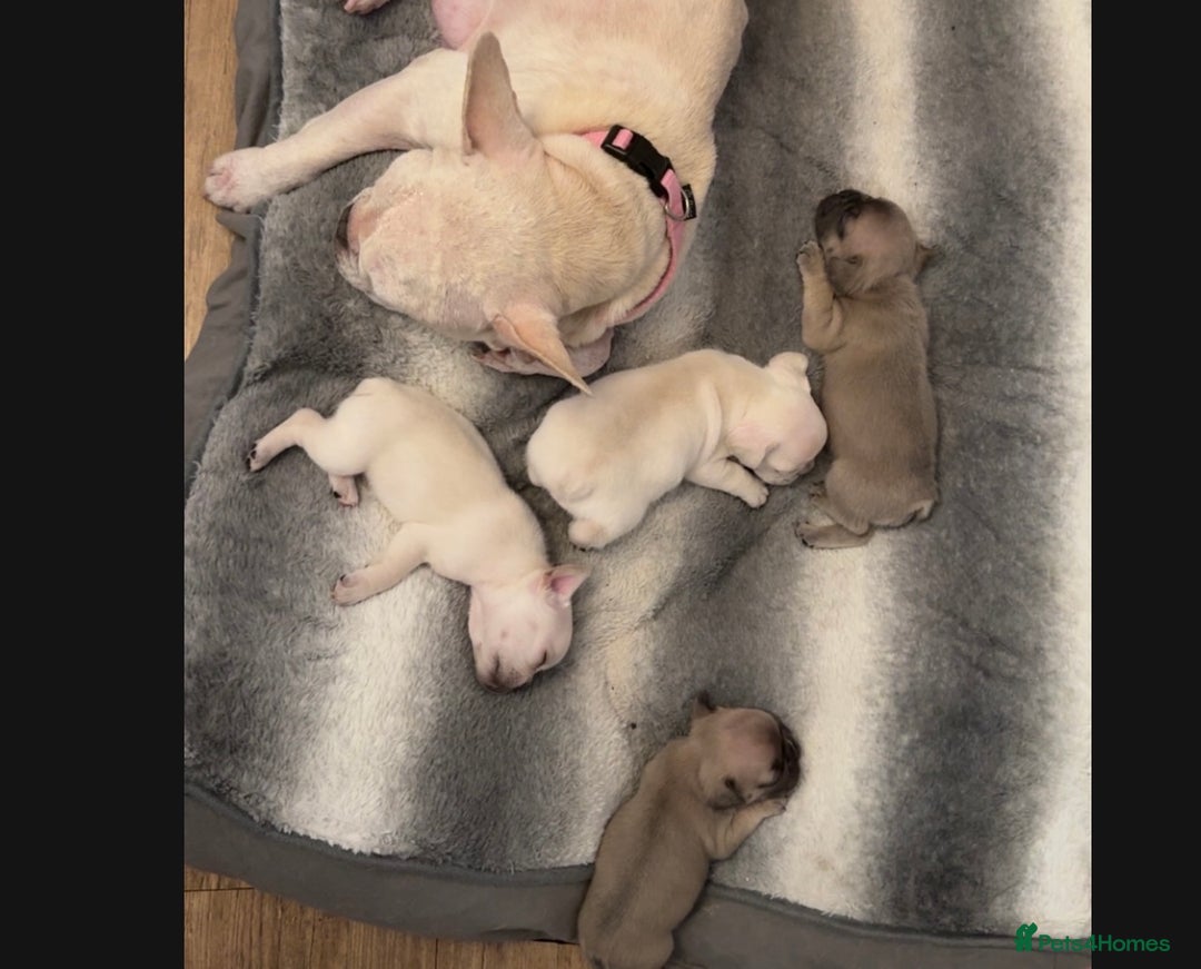 French Bulldog dogs for sale: 1 platinum male puppy - Image 3