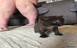 British Shorthair cats for sale: 4 beautiful mixed colour - Image 13