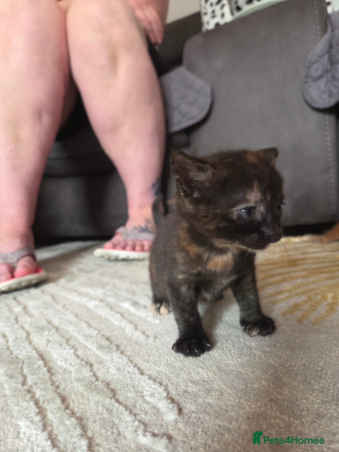 British Shorthair cats for sale: 4 beautiful mixed colour - Image 13