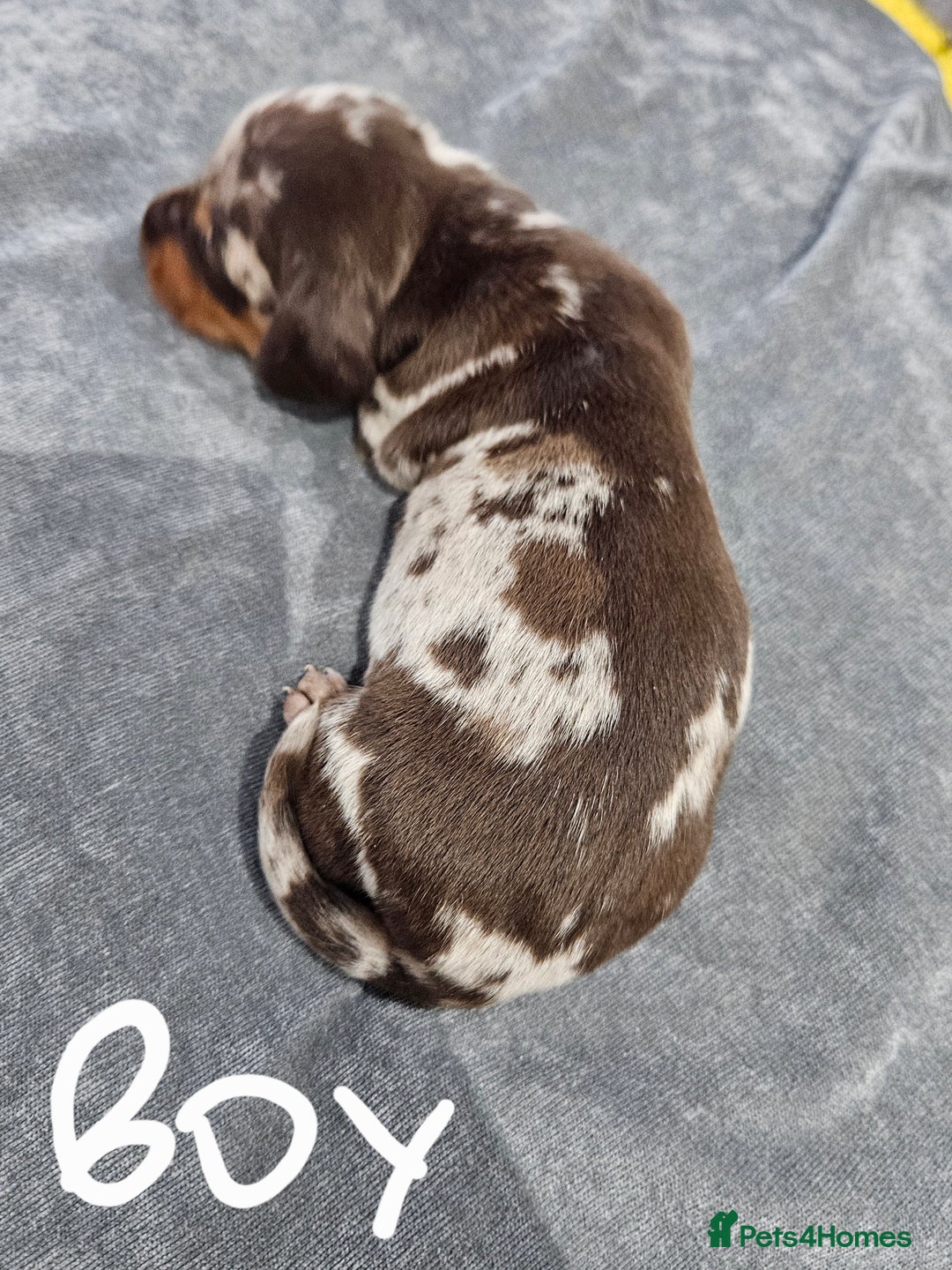Dachshund dogs for sale: Dachshunds,Four girls and three boys - Advert 12