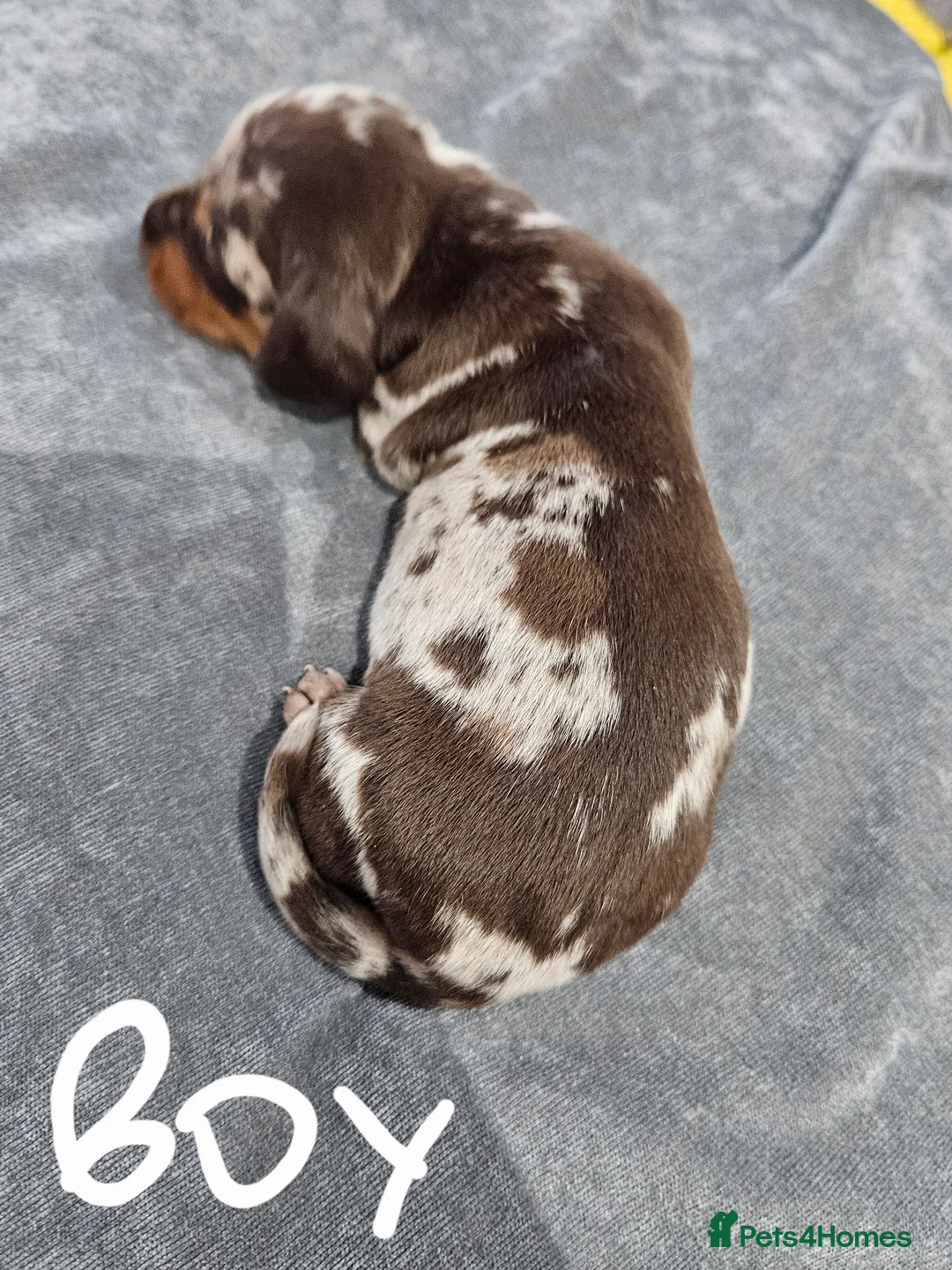 Dachshund dogs for sale: Dachshunds7puppies,only one brown girl left - Advert 26