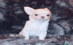 Chihuahua dogs for sale: KC REG HEALTH TESTED CHIHUAHUA BABIES - Advert 4